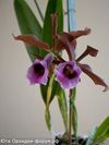 Laelia tenebrosa (Schwerter Orchideenzucht )